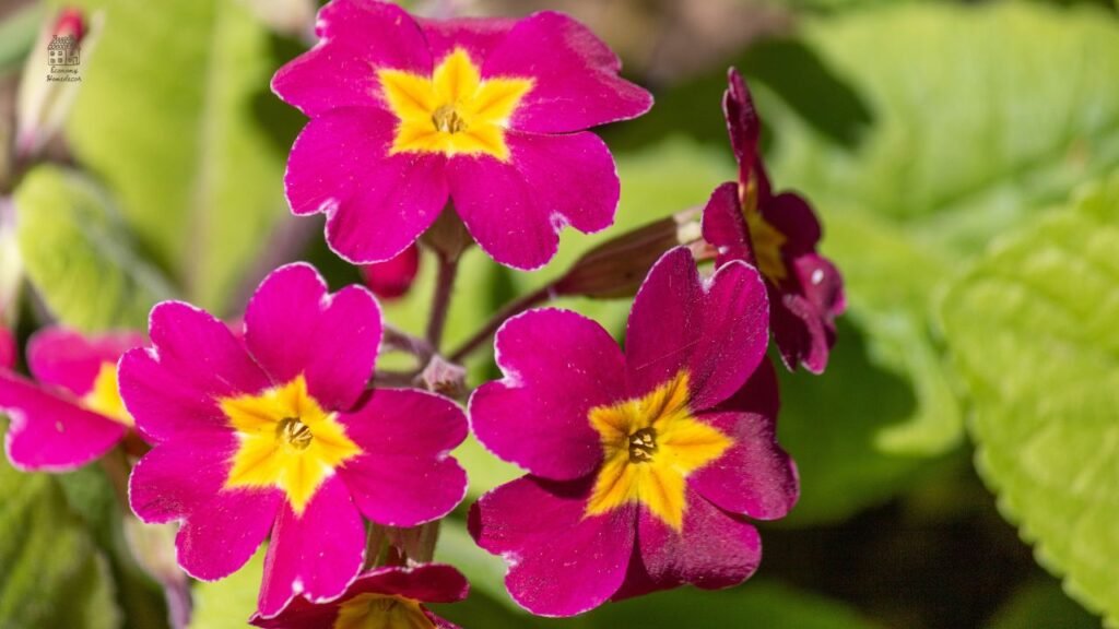 Sunpatiens Flower Guide: Complete Care, Growth Tips & Common Problems Explained