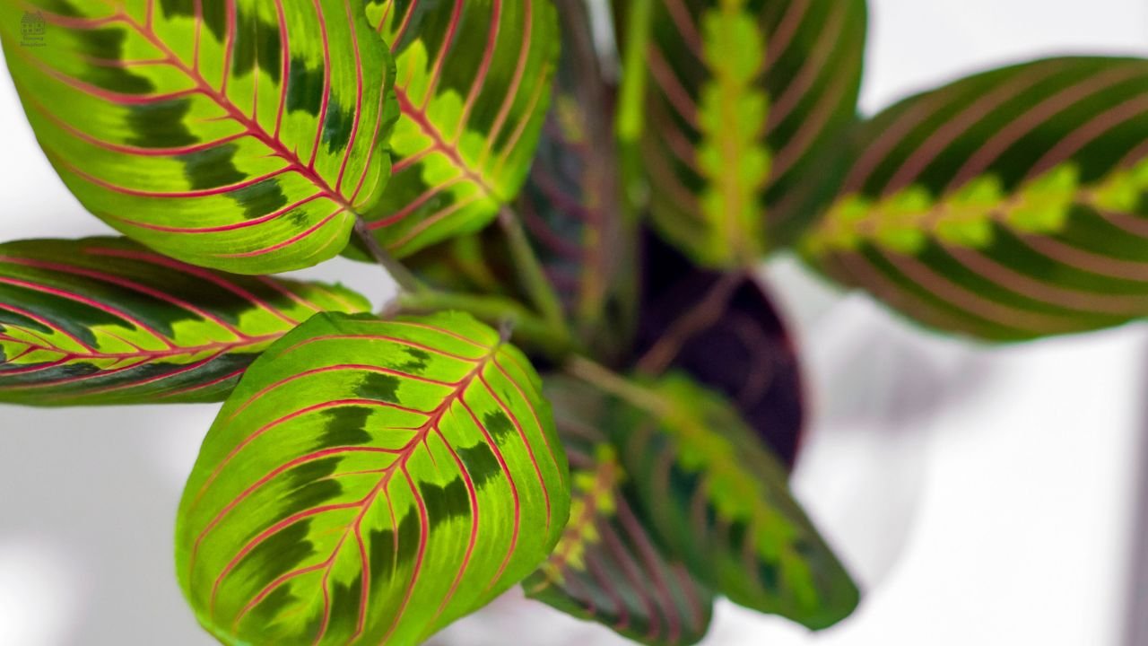 🌿 Philodendron mamei: Complete Care Guide, Growth Tips & Expert Plant Insights