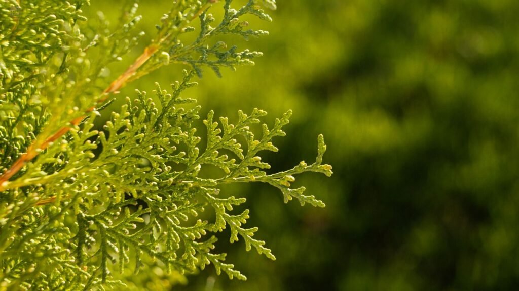Lemon Cypress Tree Guide: How to Grow, Care for & Fix Common Problems