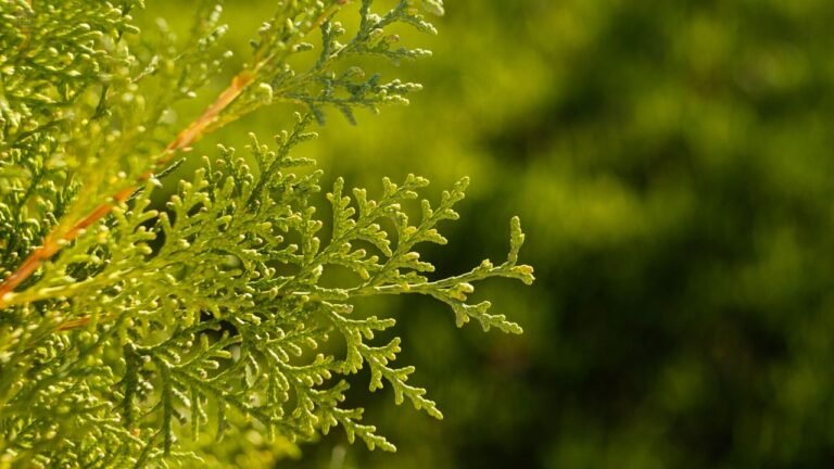 Lemon Cypress Tree Guide: How to Grow, Care for & Fix Common Problems