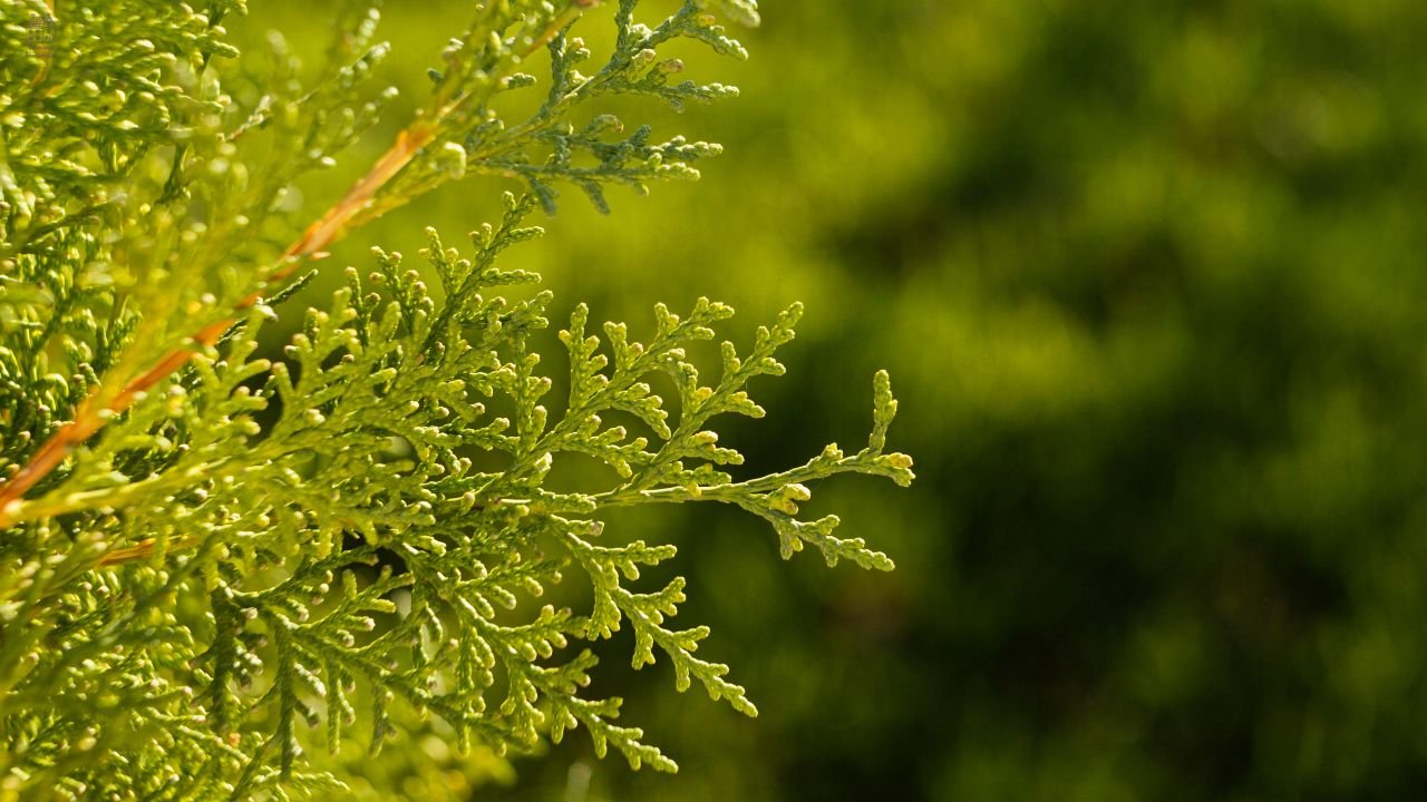 Lemon Cypress Tree Guide: How to Grow, Care for & Fix Common Problems