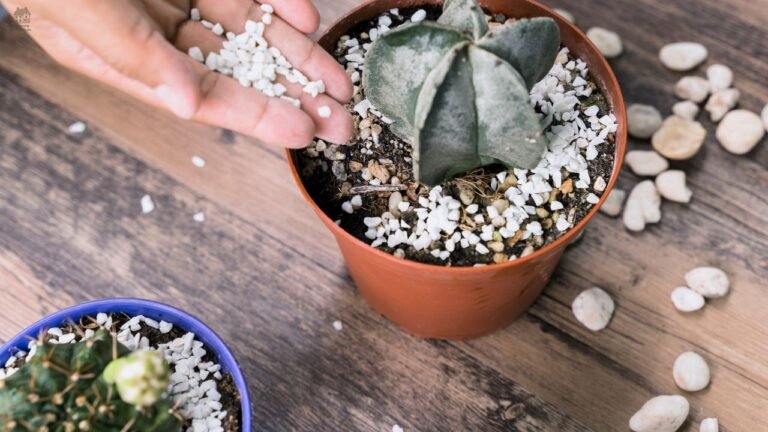 🌿 Crassula perforata Care Guide: Complete String of Buttons Growing & Plant Information