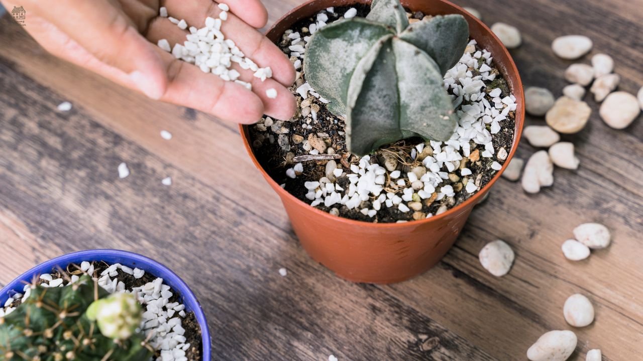 🌿 Crassula perforata Care Guide: Complete String of Buttons Growing & Plant Information