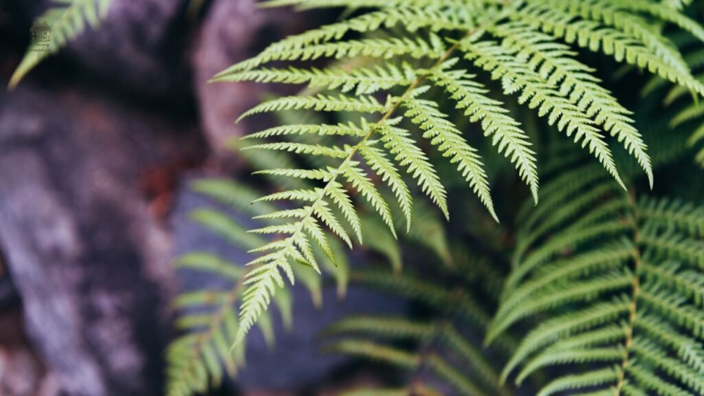 Lemon Button Fern Care Guide: Easy Tips for Healthy Growth, Yellow Leaves Fix & Indoor Plant Success