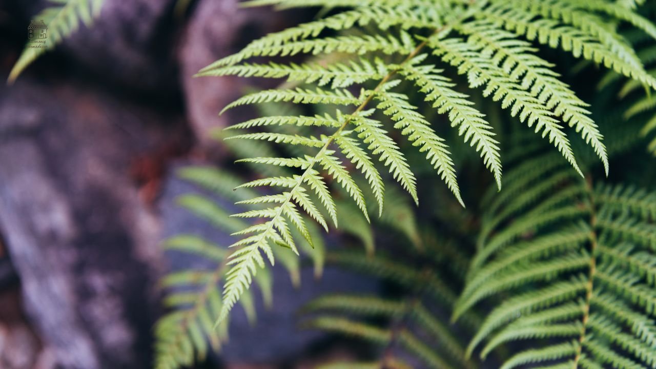 Lemon Button Fern Care Guide: Easy Tips for Healthy Growth, Yellow Leaves Fix & Indoor Plant Success