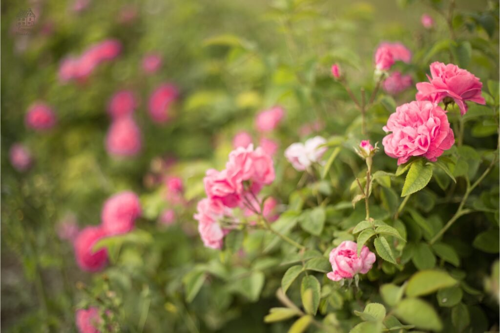Rose Garden Guide: Design, Plant, and Care for Thriving Roses