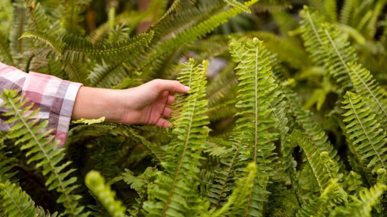 Kimberly Ferns Care: Easy Tips to Grow Lush, Healthy Kimberly Queen Ferns at Home