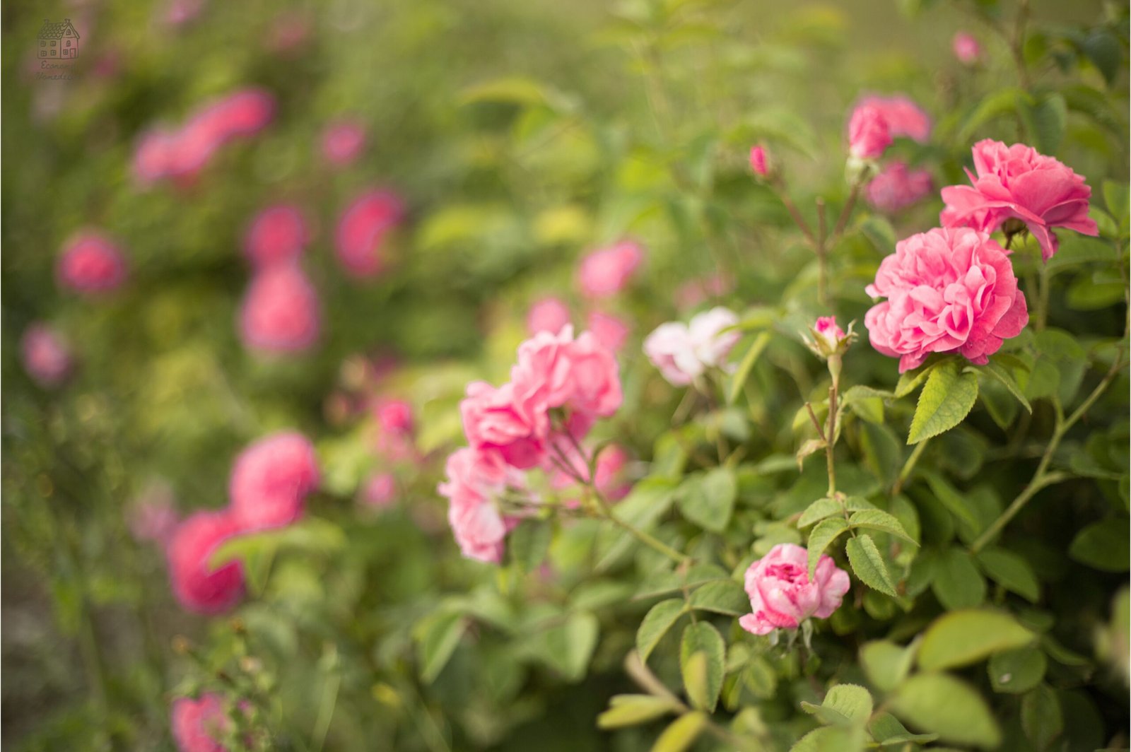 Rose Garden Guide: Design, Plant, and Care for Thriving Roses