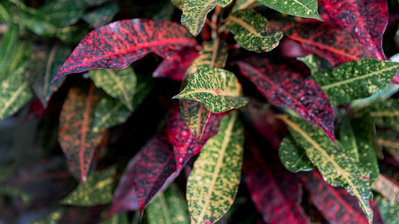 45 Stunning Philodendron Types for Every Indoor Plant Lover