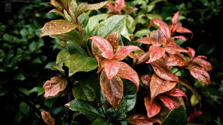 Philodendron Squamiferum Care Guide: Light, Water, Propagation & Common Problems