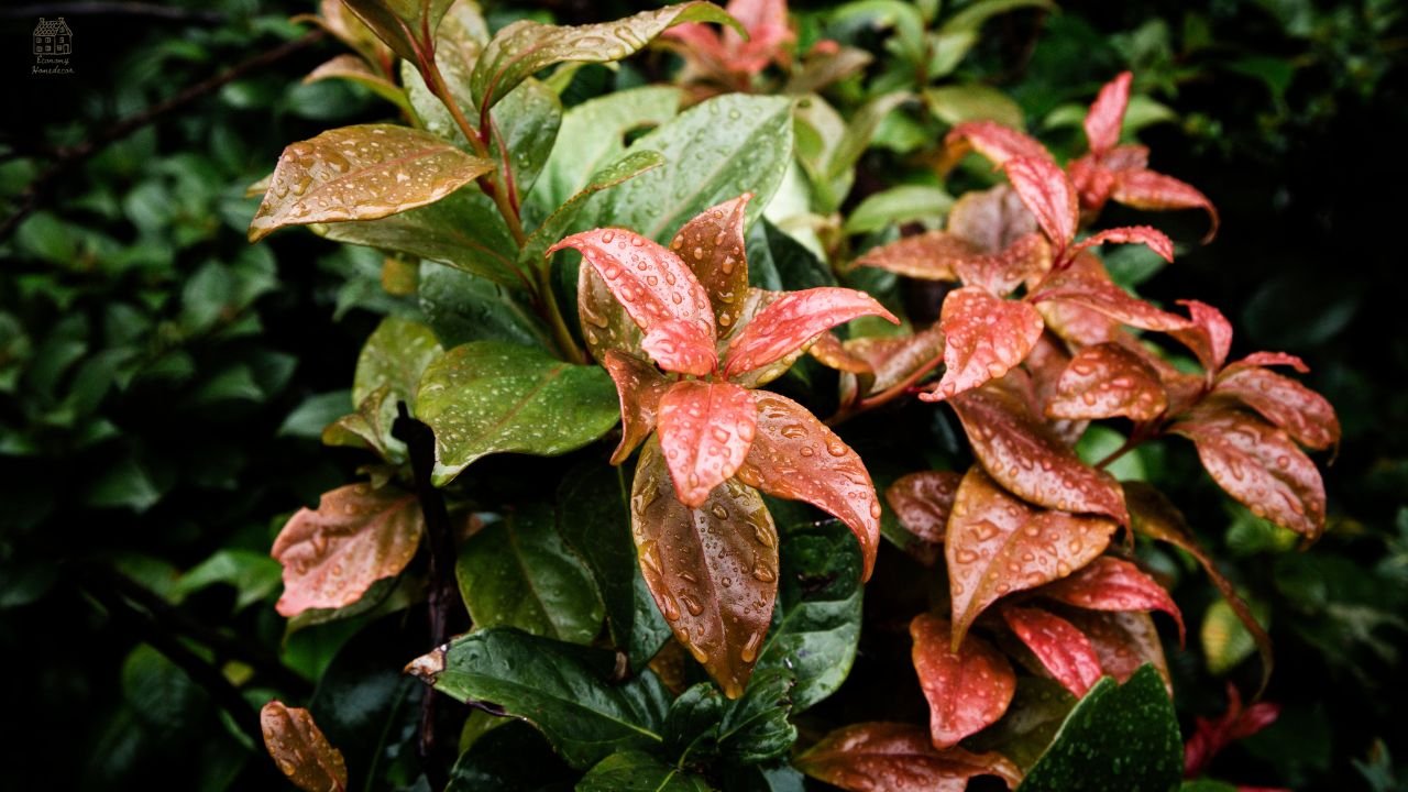 Philodendron Squamiferum Care Guide: Light, Water, Propagation & Common Problems