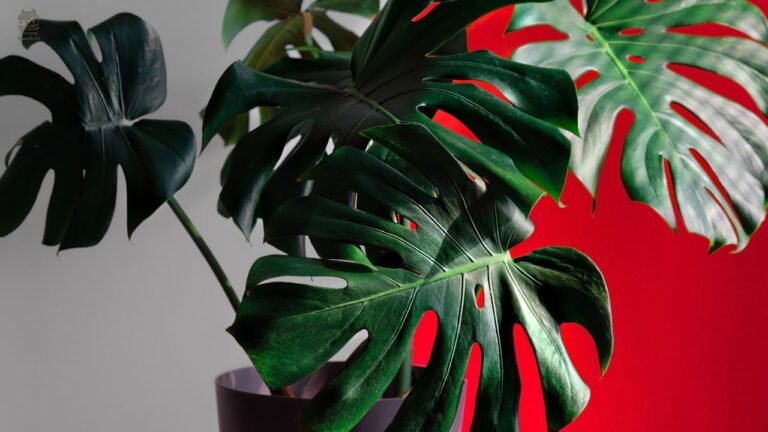 Variegated Monstera Care Guide: Types, Propagation & Expert Tips